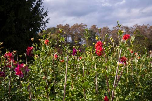 A vibrant field of colorful flowers with green foliage, set against a backdrop of trees and a cloudy sky.