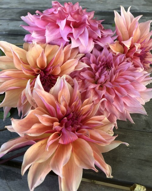 A cluster of vibrant pink and peach dahlias arranged on a wooden surface.