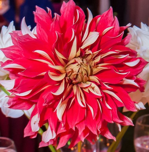 A vibrant red dahlia flower with white tips, surrounded by soft-focus blooms and a blurred background.