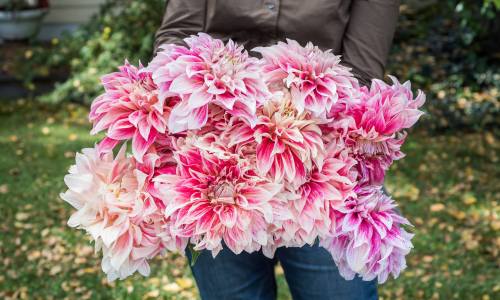 A person holds a large bouquet of pink and white dahlias against a backdrop of green grass and fallen leaves.