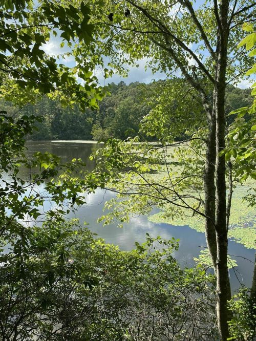 A serene lake surrounded by lush greenery and trees, reflecting the sky and lily pads on the water's surface.