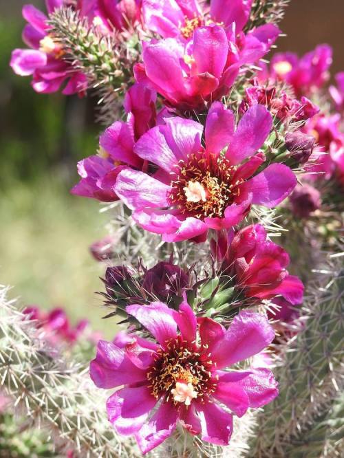 Close-up of vibrant pink flowers with yellow centers on a spiky cactus, set against a blurred green background.
