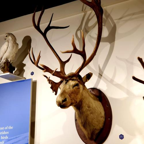 A mounted reindeer head with large antlers displayed on a wall, alongside a mounted owl.