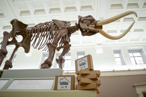 A large mammoth skeleton displayed indoors, with boxes labeled "Science Home" in the foreground.