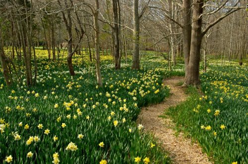 A winding path through a forest filled with blooming yellow daffodils and lush green foliage.
