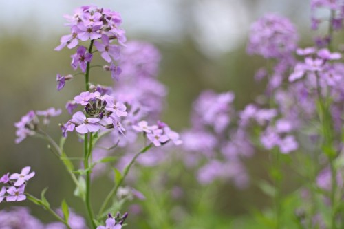 A close-up of delicate purple flowers blooming in a lush green setting, with a soft focus background.