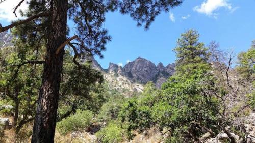 A scenic view of rocky mountains surrounded by lush green trees under a bright blue sky.