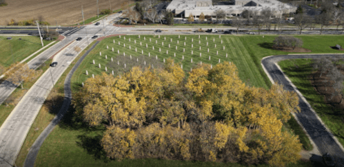 Aerial view of a park with a patch of trees and a field of white markers, near a road and commercial buildings.