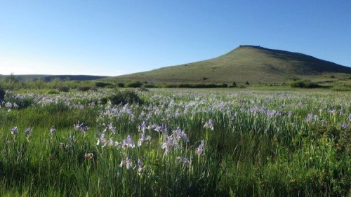 A scenic landscape featuring a grassy hill and a field of purple flowers under a clear blue sky.