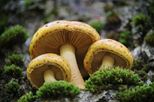 Three yellow mushrooms growing on a moss-covered tree trunk, surrounded by green moss.