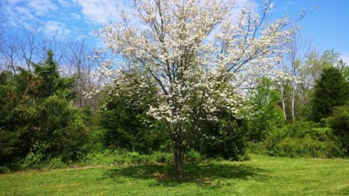 A blooming tree with white flowers stands in a green field, surrounded by lush greenery and a blue sky.