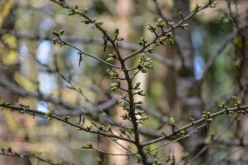 Close-up of a tree branch with budding green leaves and pink flower buds, set against a blurred forest background.