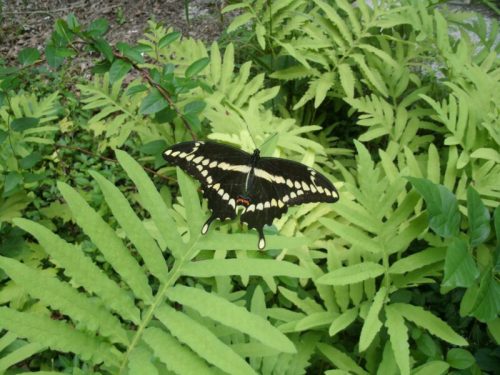 A black butterfly with yellow and red markings resting on vibrant green ferns.