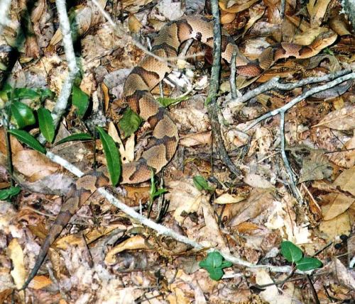 A brown snake camouflaged among leaves and twigs on the forest floor.