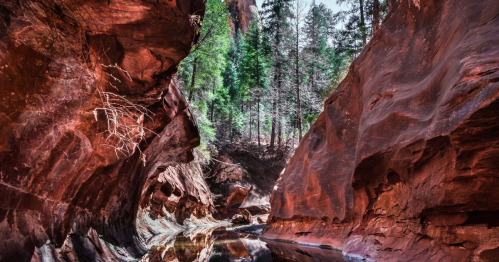 A narrow canyon with red rock walls and green trees, reflecting in a calm waterway below.