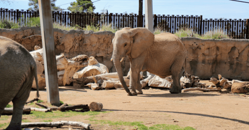 An elephant walking in a zoo enclosure with logs and a rocky background.