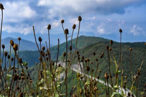 Dried flowers stand tall against a backdrop of rolling green hills and a cloudy blue sky.