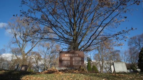 A gravestone marked "Friends" under a bare tree in a cemetery, with a clear blue sky in the background.