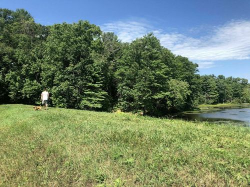 A person walks two dogs along a grassy path by a serene pond, surrounded by lush green trees under a blue sky.