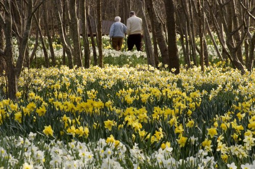 Two people walk through a forest filled with blooming yellow and white daffodils. Trees surround the vibrant flowers.
