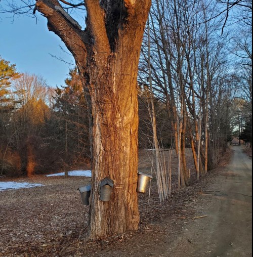 A tree with three metal buckets attached, beside a dirt path lined with trees and a hint of snow on the ground.