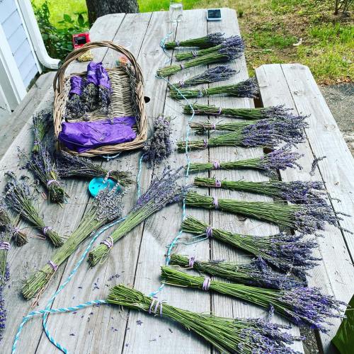 Bundles of lavender arranged on a wooden table, with a basket and purple fabric in the background.