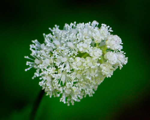 Close-up of a white flower cluster with delicate petals and numerous tiny stamens against a dark green background.