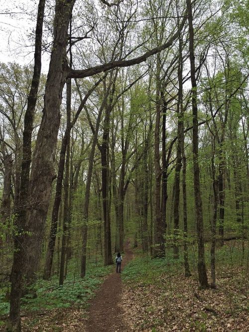 A person walks along a winding path through a lush green forest with tall trees and fresh foliage.