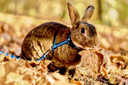 A brown rabbit on a leash sits among autumn leaves, holding a leaf in its mouth.