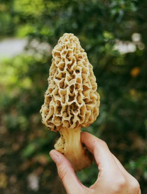 A hand holding a large, textured morel mushroom against a blurred green background.