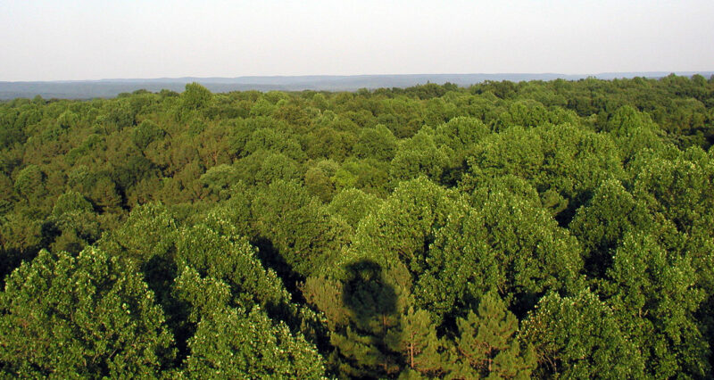 The Hickory Ridge Tower In Indiana Is A Vertical Adventure