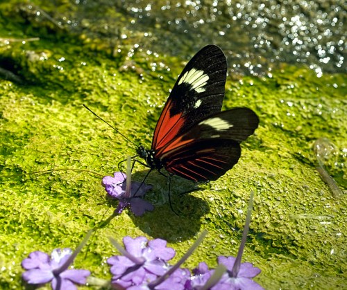 A black and red butterfly with white spots perched on purple flowers near a mossy surface by water.