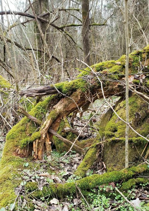 A moss-covered fallen tree branch surrounded by bare trees and underbrush in a forest setting.