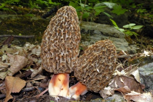 Two morel mushrooms with a textured, conical shape, growing among fallen leaves and rocks in a forest setting.
