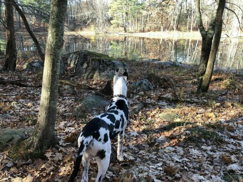 A black and white dog stands by a pond surrounded by trees and fallen leaves, gazing at the water's reflection.