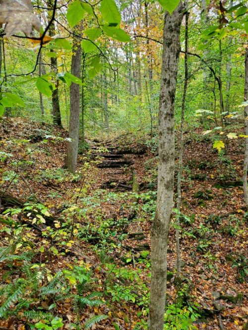 A serene forest scene with trees, fallen leaves, and a small set of wooden steps leading into a lush, green area.