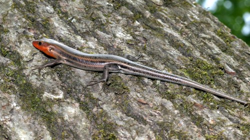A slender lizard with a reddish-orange head and striped body, resting on a textured tree bark.