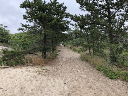 A sandy path through a wooded area with tall trees, leading to a group of people in the distance.