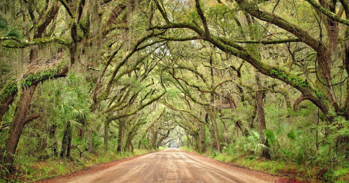 A dirt road lined with lush, green trees and hanging moss, creating a serene, shaded pathway.