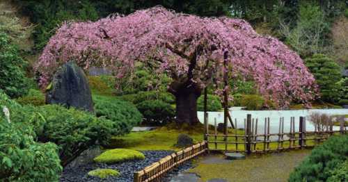 A serene garden scene featuring a large pink cherry blossom tree surrounded by lush greenery and stone pathways.