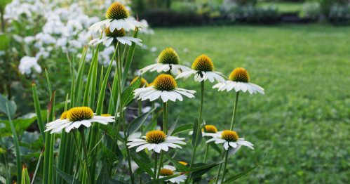 A cluster of white flowers with yellow centers, surrounded by green grass and other blooming plants in a garden.