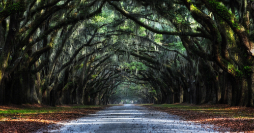 A serene, tree-lined road with arching branches draped in Spanish moss, creating a tranquil, shaded pathway.