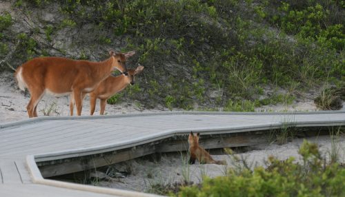 Two deer stand near a wooden boardwalk, while a small fox peeks out from a hole in the ground nearby.