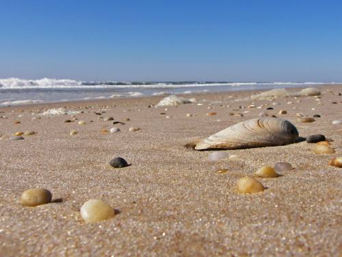 A sandy beach with various small stones and a large shell, with gentle waves and a clear blue sky in the background.