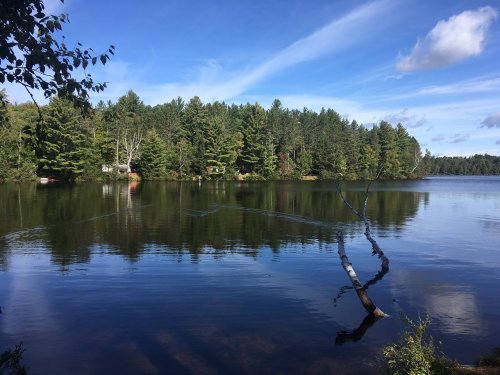 A serene lake surrounded by lush green trees under a clear blue sky, with gentle ripples on the water's surface.