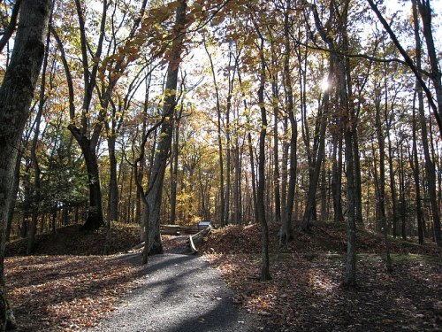A sunlit forest path surrounded by trees with autumn leaves on the ground.