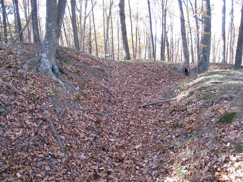 A forested area with a dry, leaf-covered ditch surrounded by trees and roots, indicating a natural landscape.