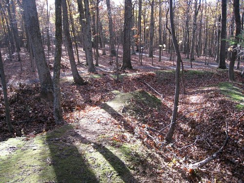 A forest scene with trees, fallen leaves, and shadows on the ground, showcasing a natural, tranquil landscape.