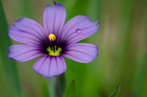 A close-up of a purple flower with yellow center and delicate petals, set against a soft green background.