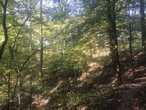 Sunlight filters through lush green trees in a serene forest, casting gentle shadows on the forest floor.